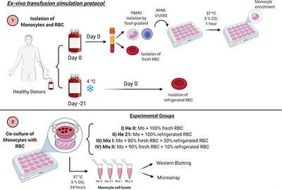 Extracellular Vesicles From Stored Red Blood Cells Convey Heme and Induce Spic Expression on Human Monocytes